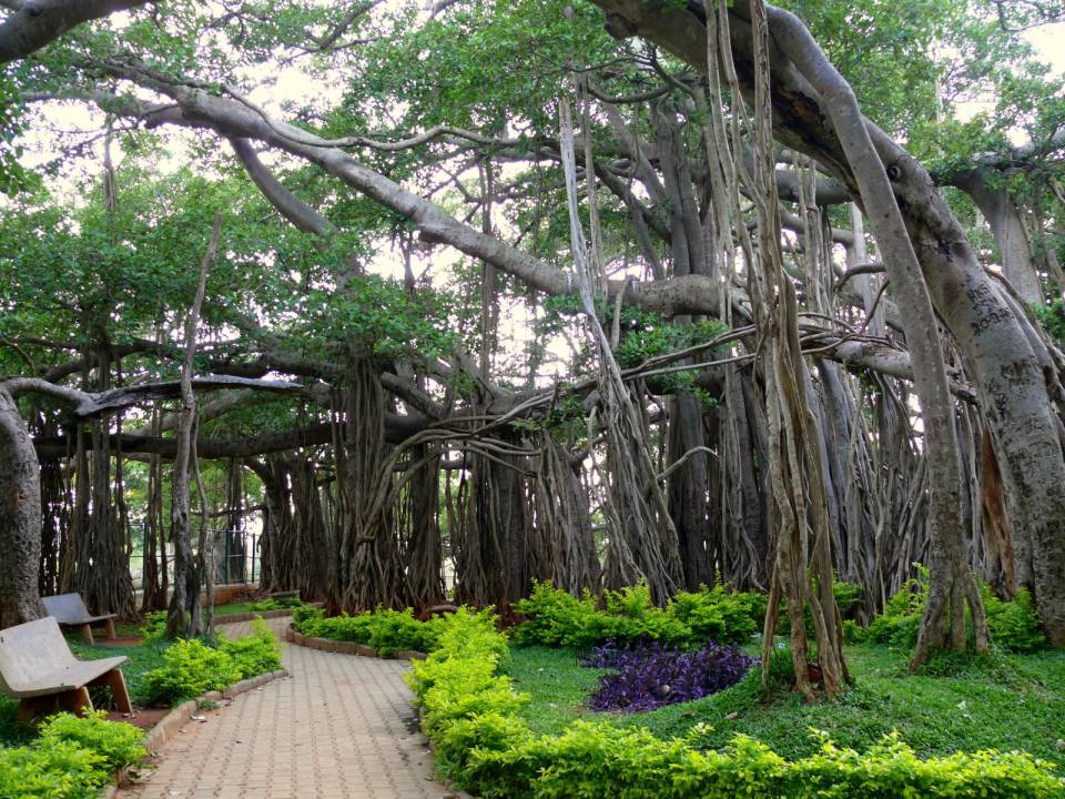 banyan tree bangalore