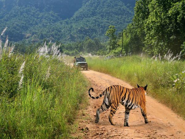 bandhavgarh tour