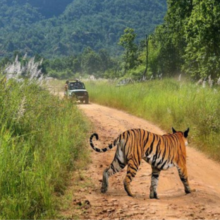 wildlife