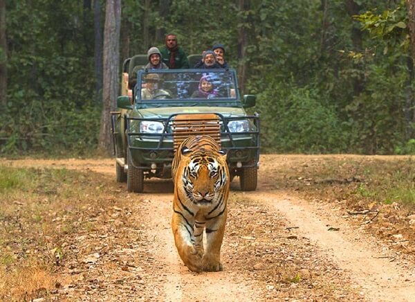 wildlife tours thumb