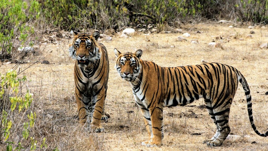sariska national park