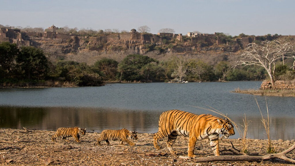 ranthambore