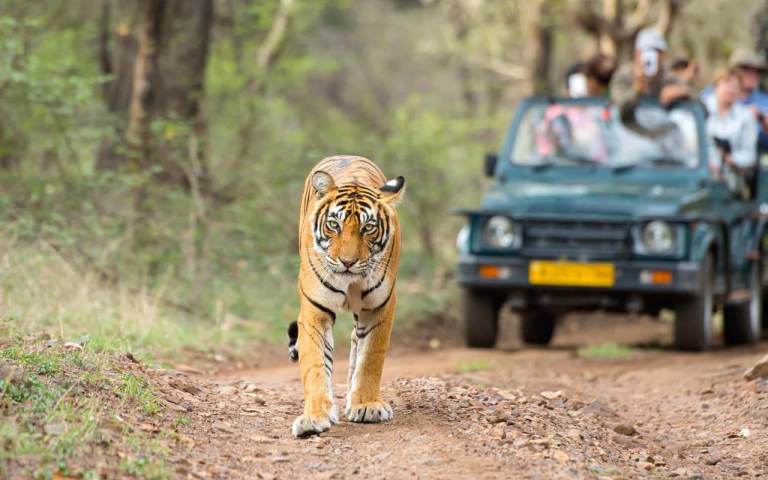 ranthambore national park