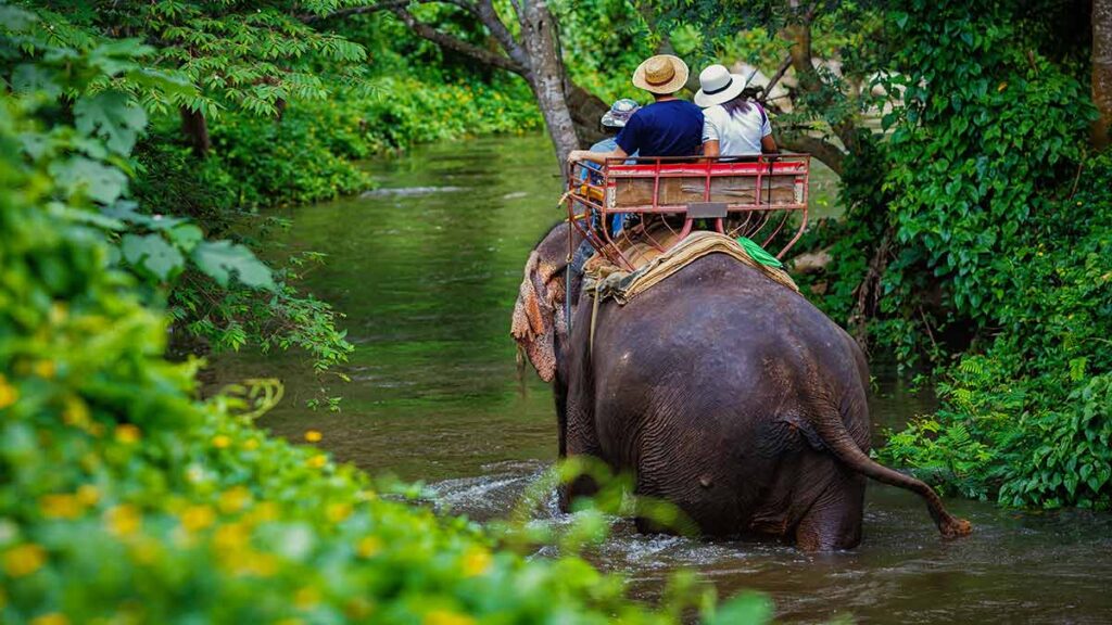 thailand elephant ride