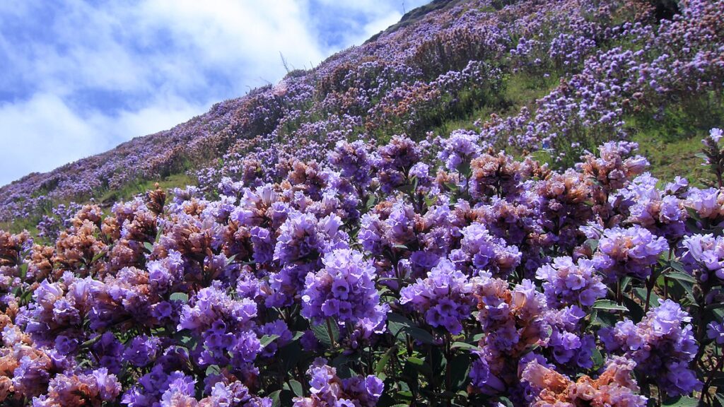 Blooms at Neelakurinji Bloom