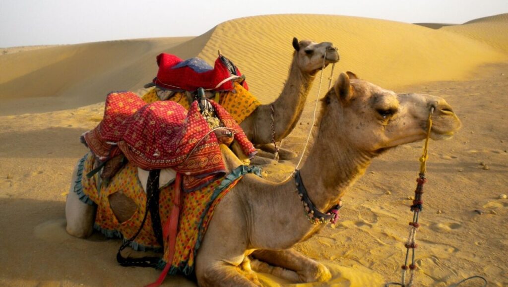 desert safari