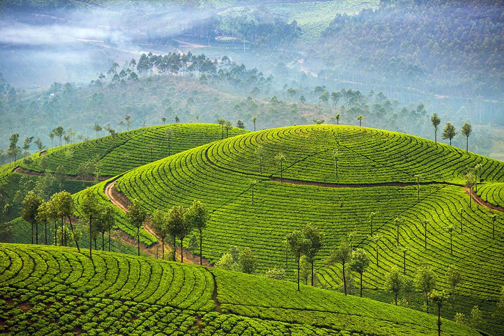 kerala coffee tree plantation