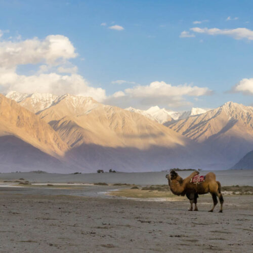 nubra